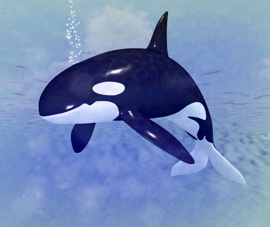 Orca preview image 1